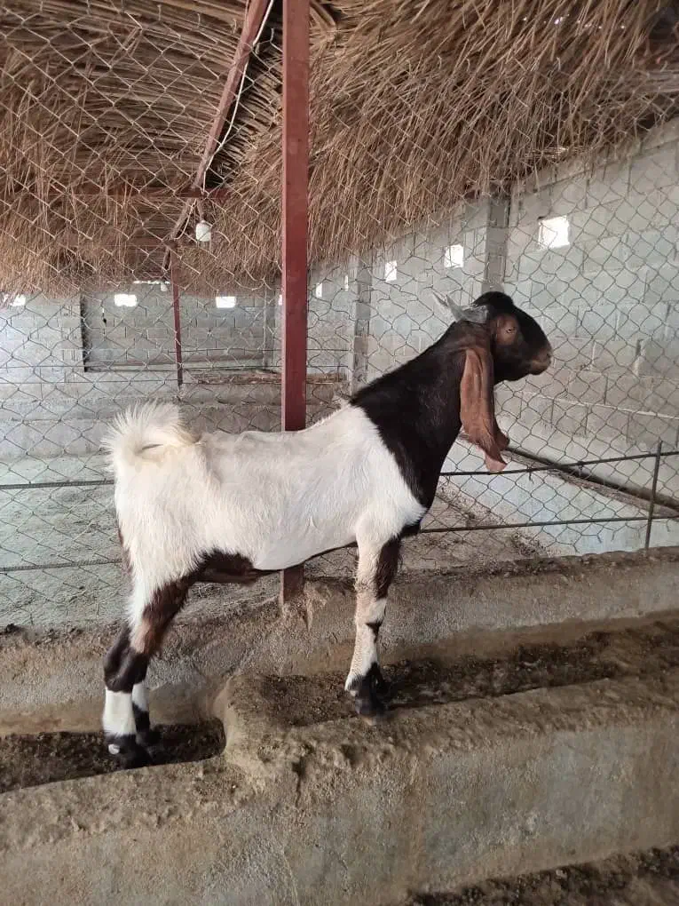 پازن.دوبر مخصوص داشت|حیوانات مزرعه|جم, |دیوار