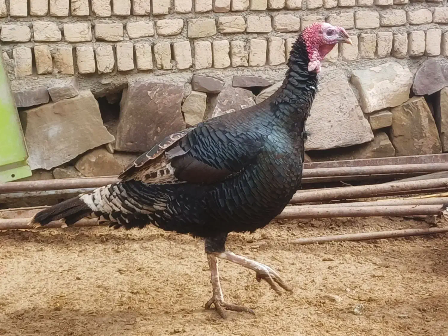 بوقلمون نر و ماده|حیوانات مزرعه|چناران, |دیوار