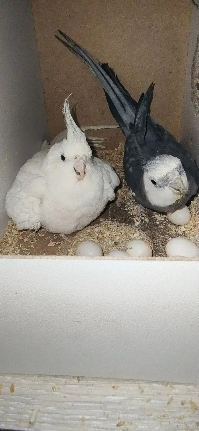 یک جفت عروس هلندی آلبینو و وایت فیس|پرنده|قم, ناصردیوان|دیوار