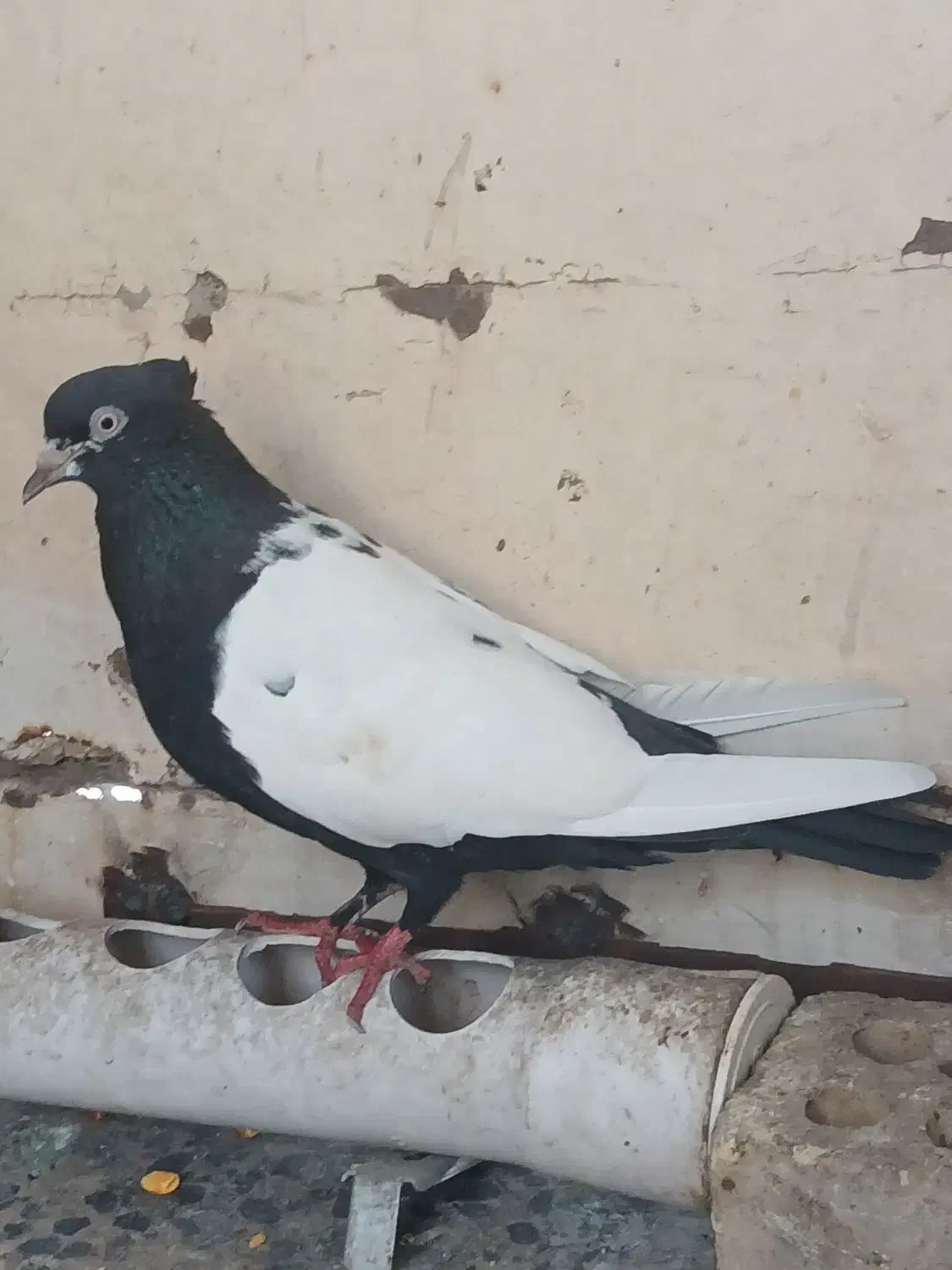 کبوترکفتر سینه ای دم|پرنده|اهواز, منبع اب|دیوار