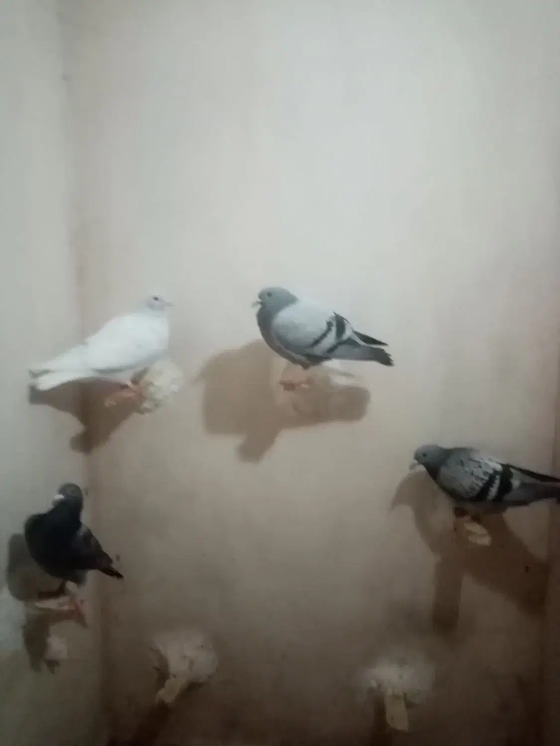 جوجه کبوتر|پرنده|بیرجند, |دیوار