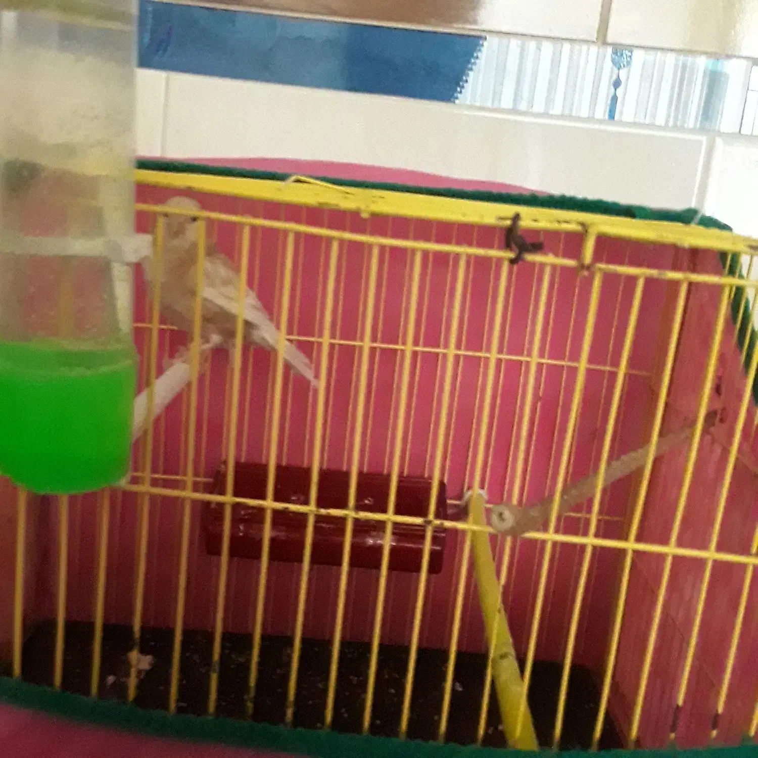 قناری نر بخون بشرط|پرنده|تربتحیدریه, پائین ولایت|دیوار