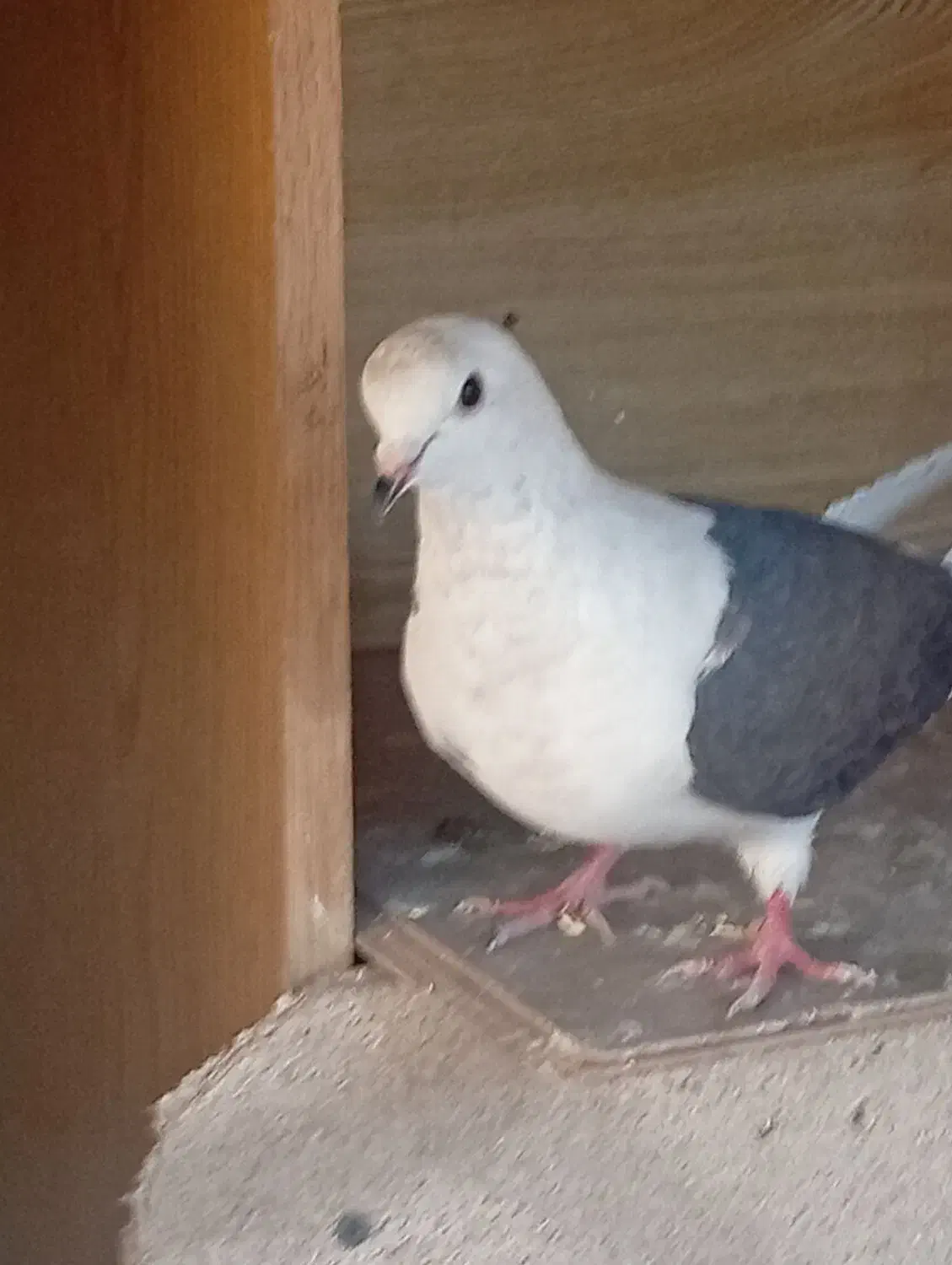 دوتا کبوتر تهرانی|پرنده|پاکدشت, پاکدشت (مامازند)|دیوار