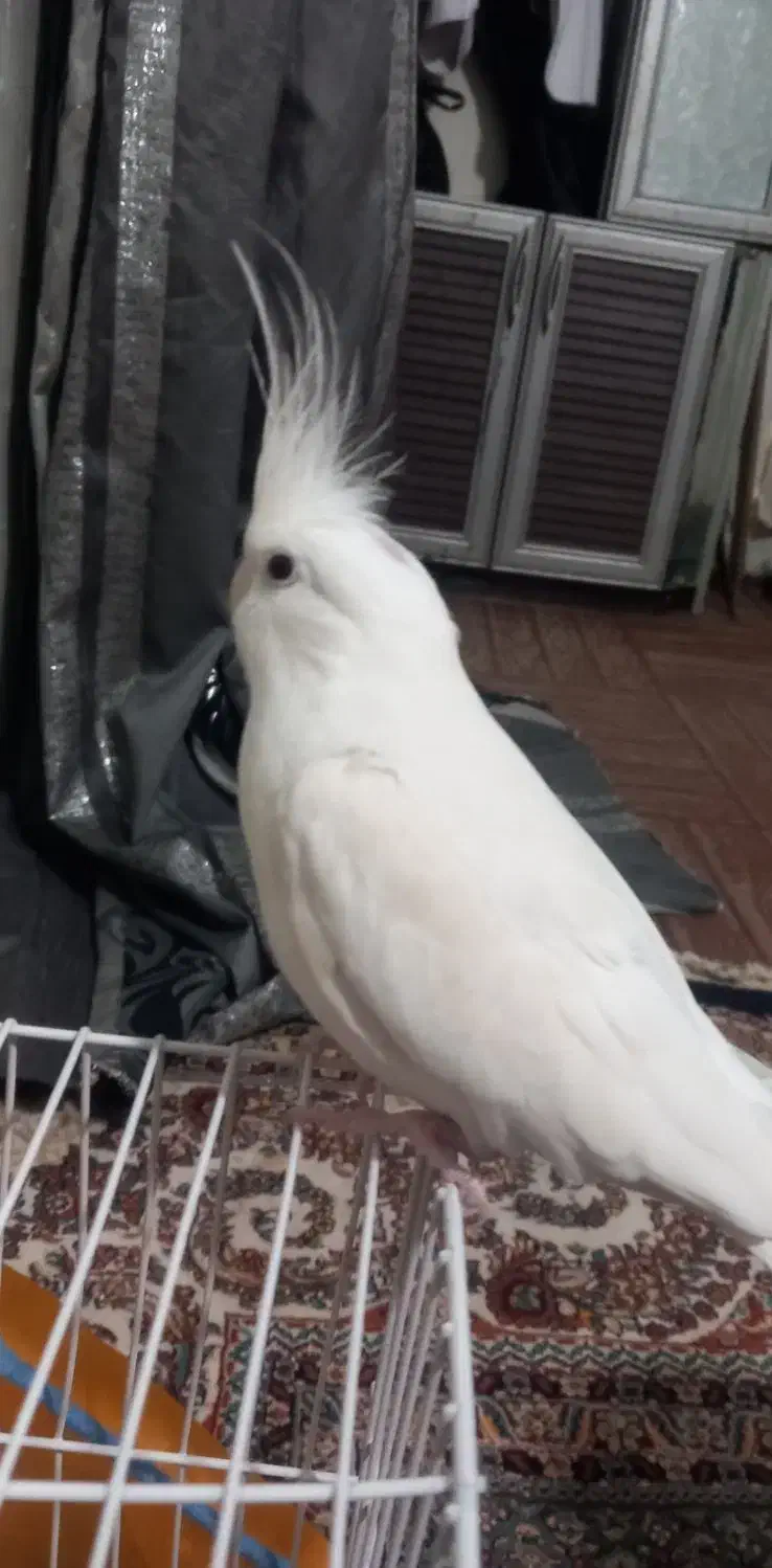 عروس هلندی آلبینو|پرنده|زابل, |دیوار