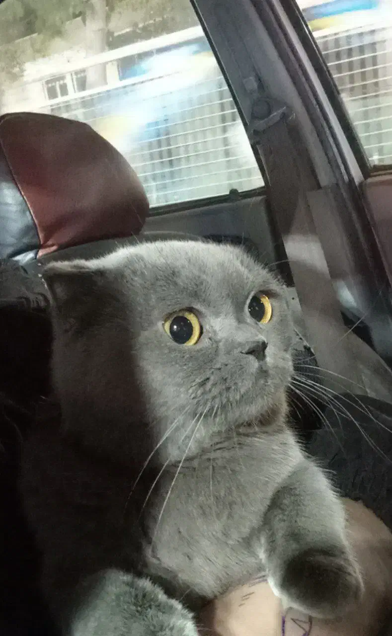 بچه بیریتیشین اسکاتیش/ ۲ماه /خالص/ اپارتمانی|گربه|کرج, فاز ۳ مهرشهر|دیوار