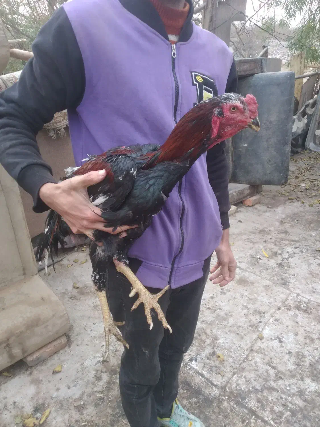 مرغ وخروس لاری|حیوانات مزرعه|تهران, سعیدآباد|دیوار