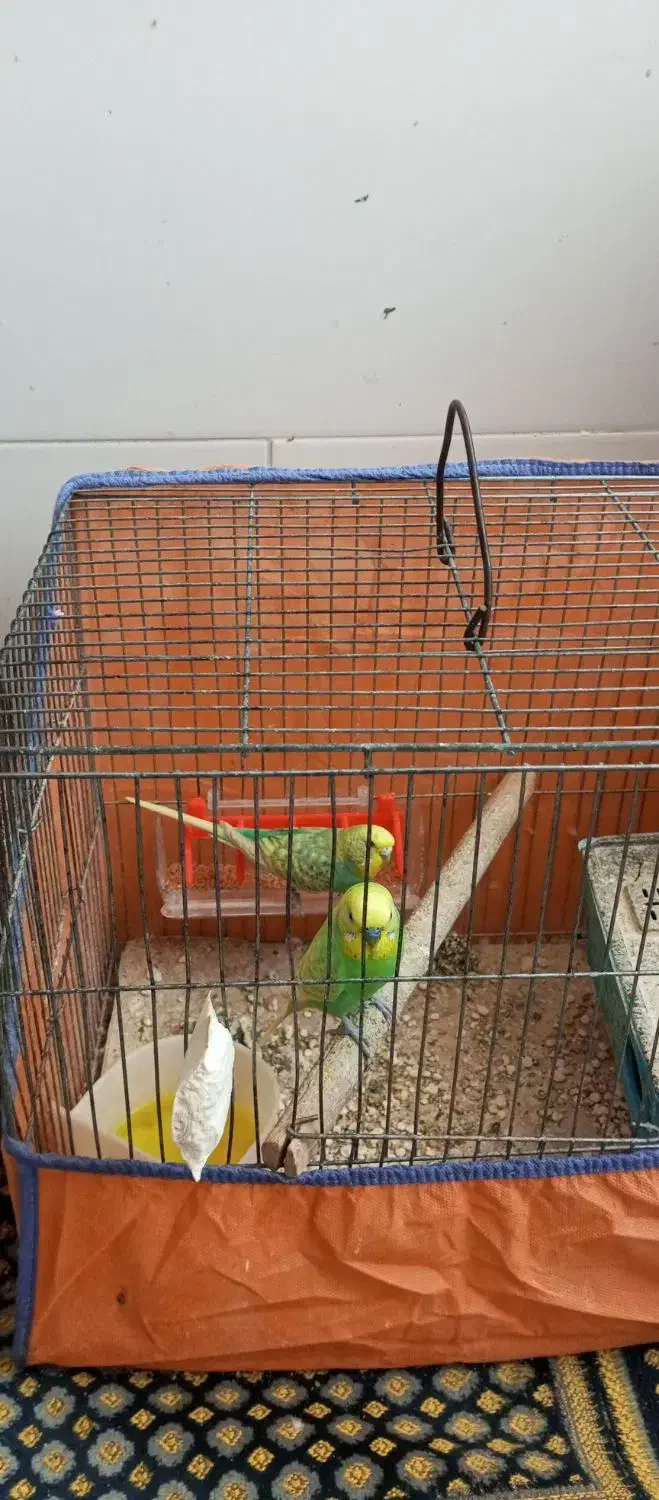 مرغ عشق|پرنده|جوانرود, |دیوار