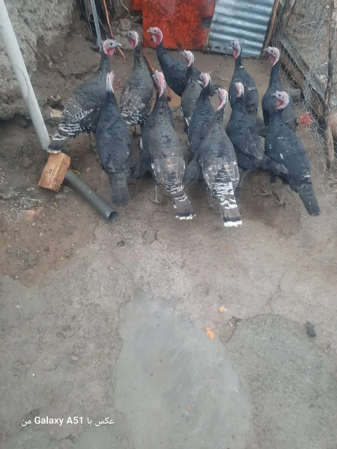 بوقلمون ماده|حیوانات مزرعه|دینور, |دیوار