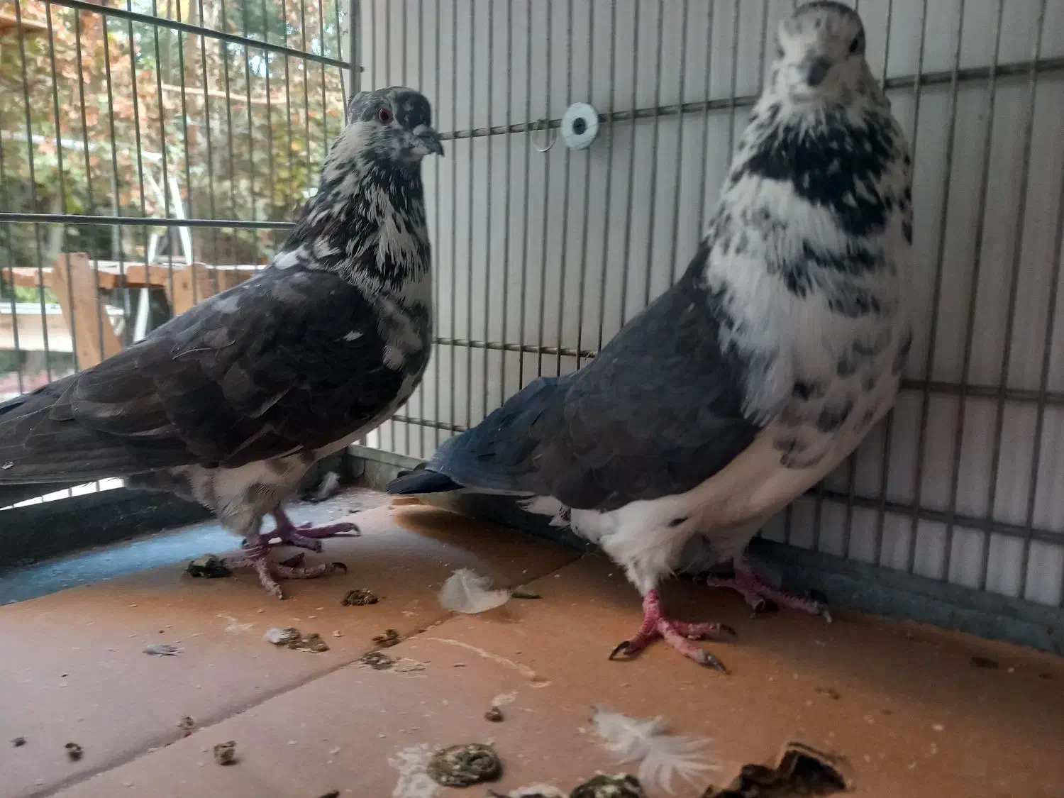 کبوتر کفتر ۳ جفت عالی|پرنده|فردیس, قریشی|دیوار