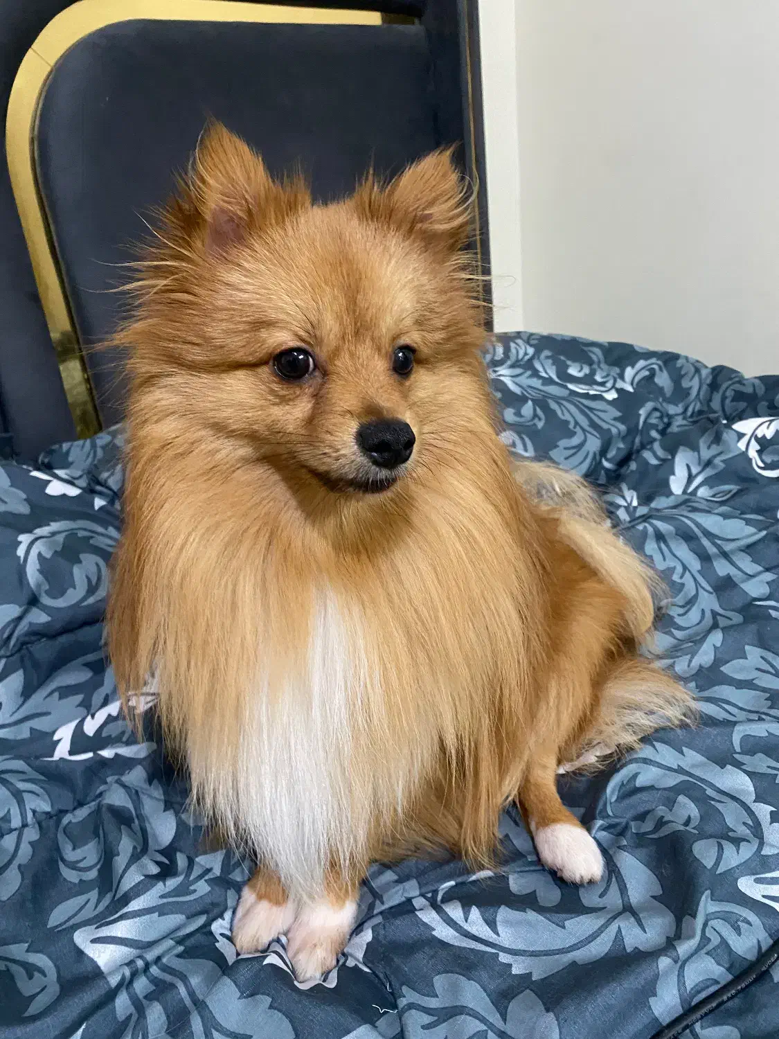 سگ پامرانین|سگ|شاهین‌شهر, خبرنگار|دیوار