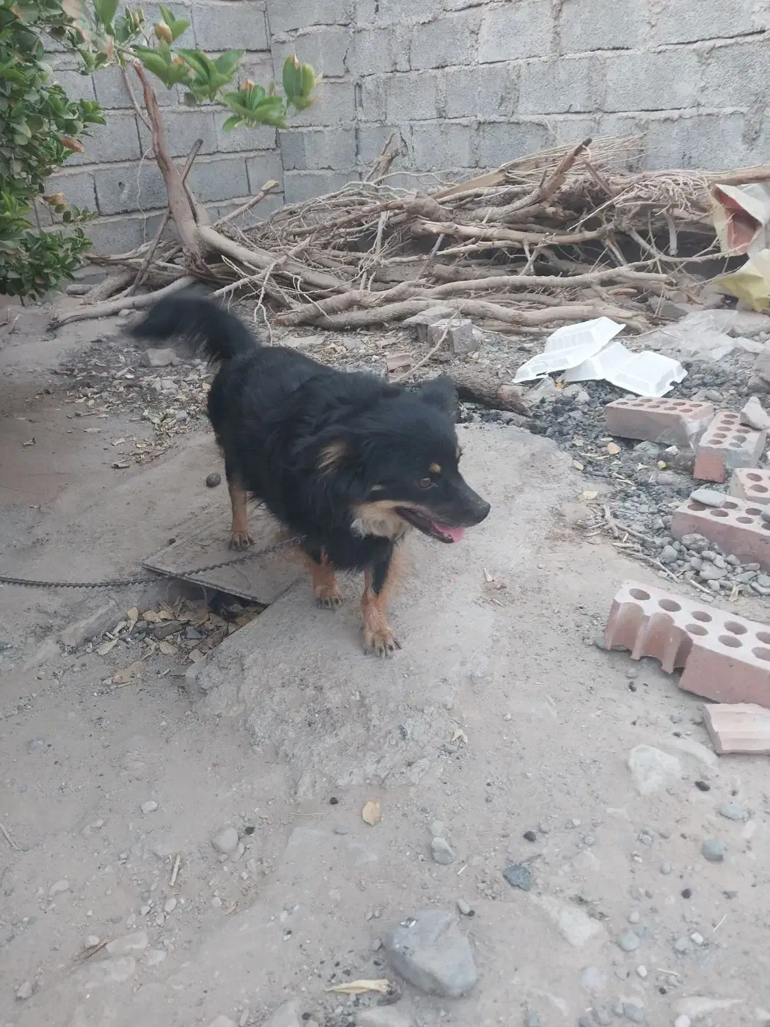 سگ فروشی قیمت ۲ملیون|سگ|عنبرآباد, |دیوار