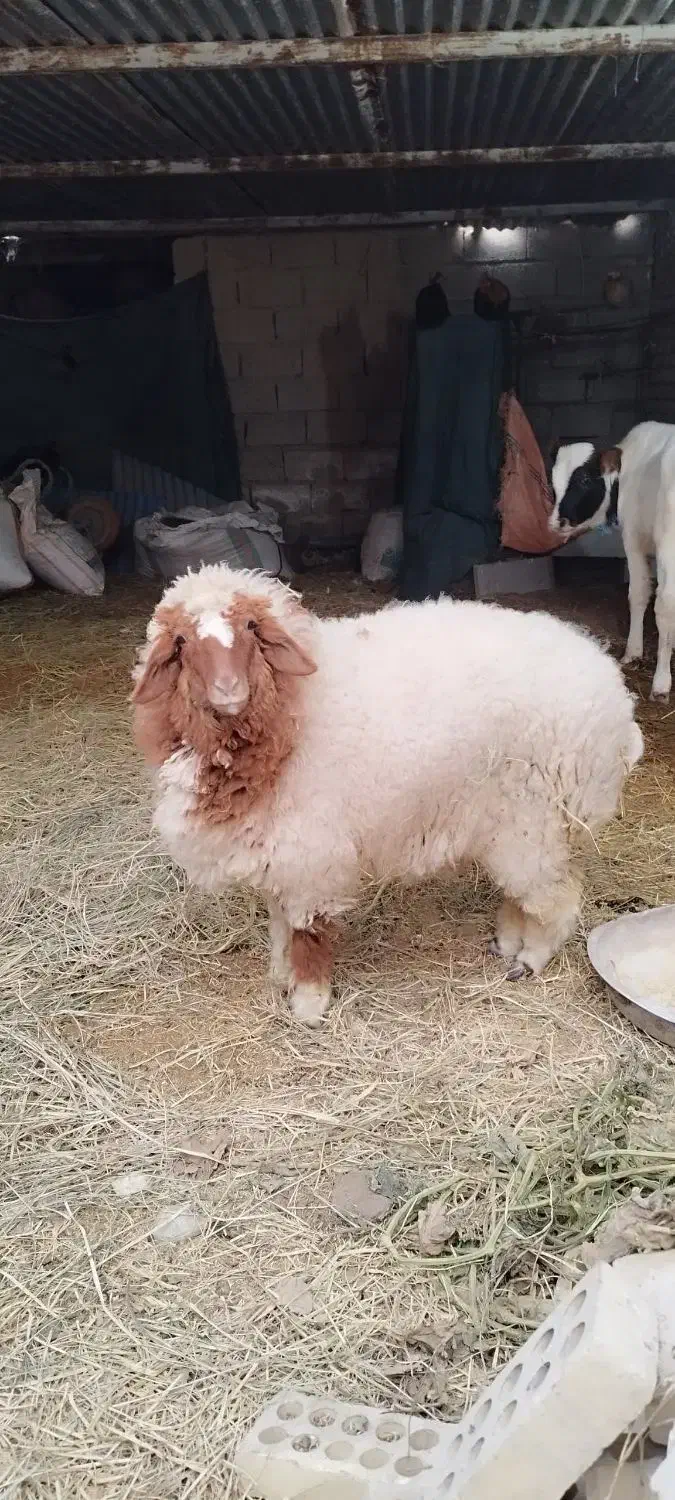 بره ماده|حیوانات مزرعه|کرخه, |دیوار