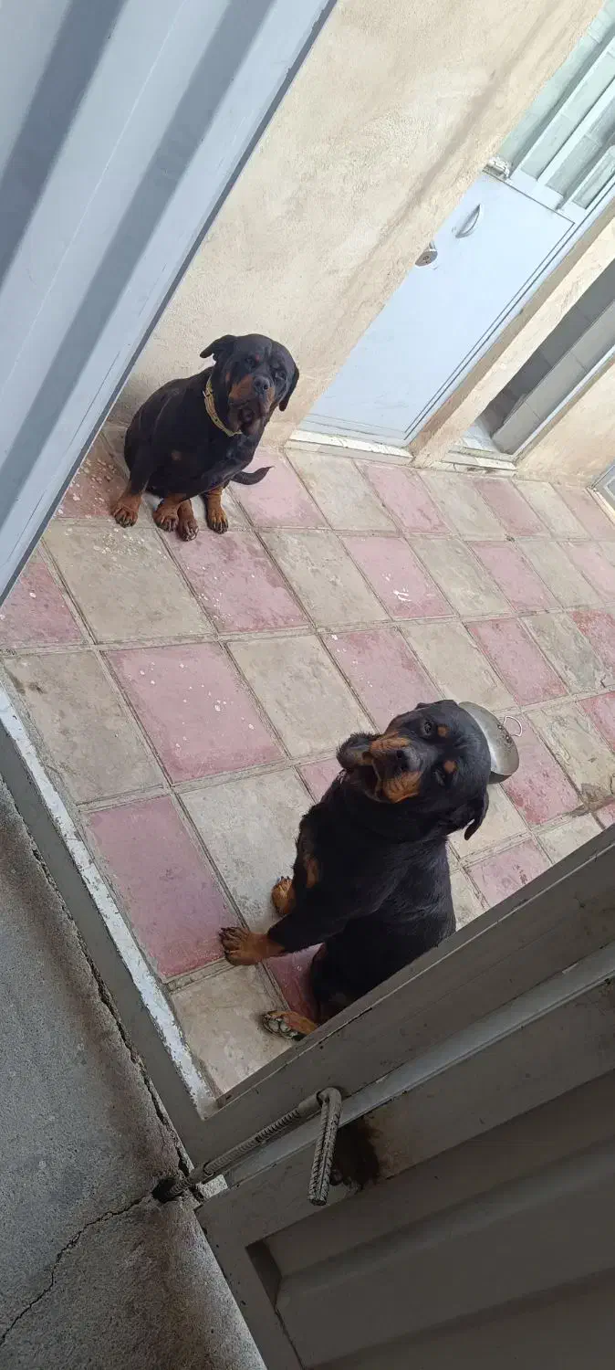 سگ نگهبان|سگ|هشتگرد, تهران دشت|دیوار