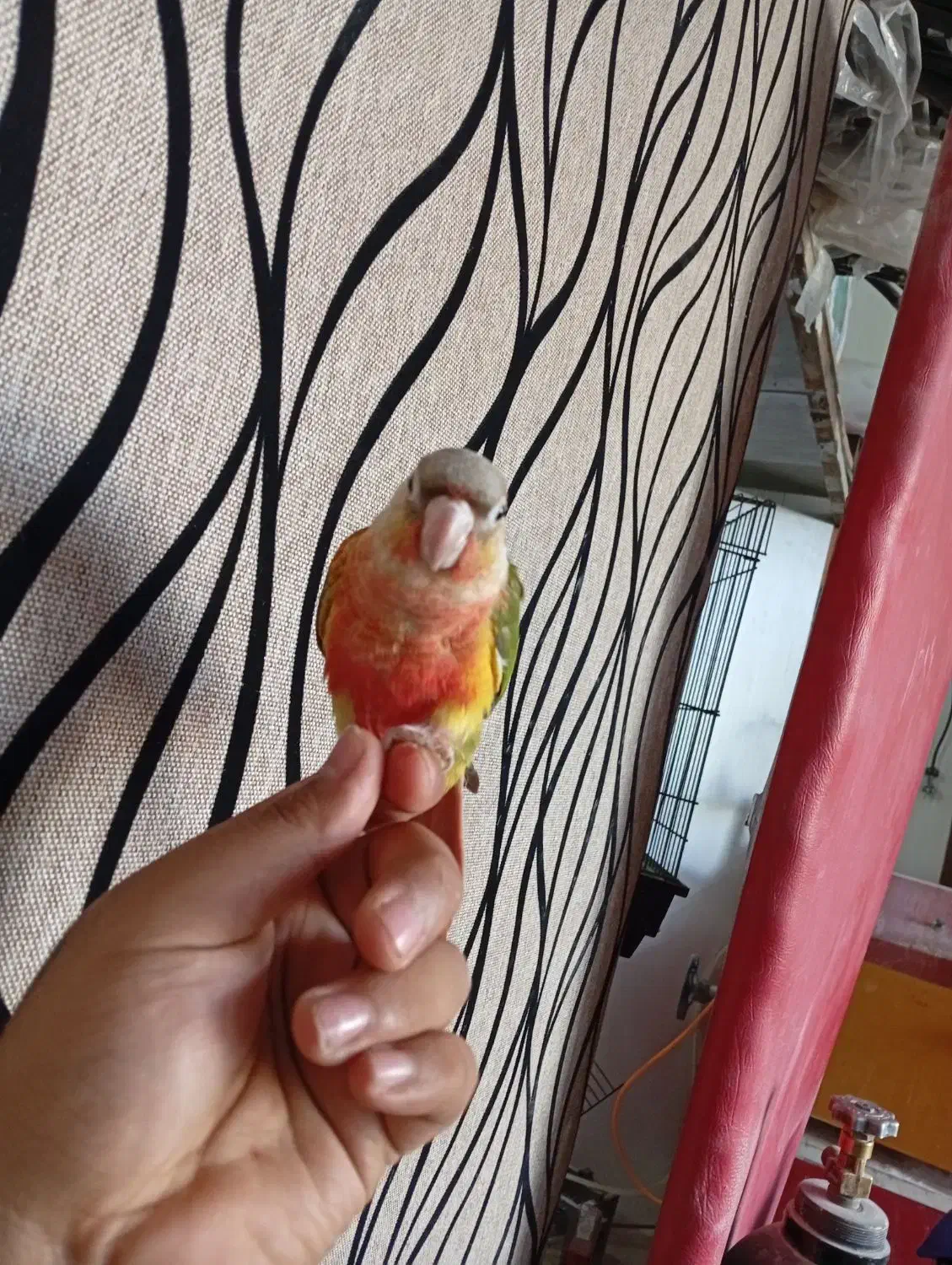 گیرینچیک رد فول دستی|پرنده|قم, شهرک توانیر|دیوار