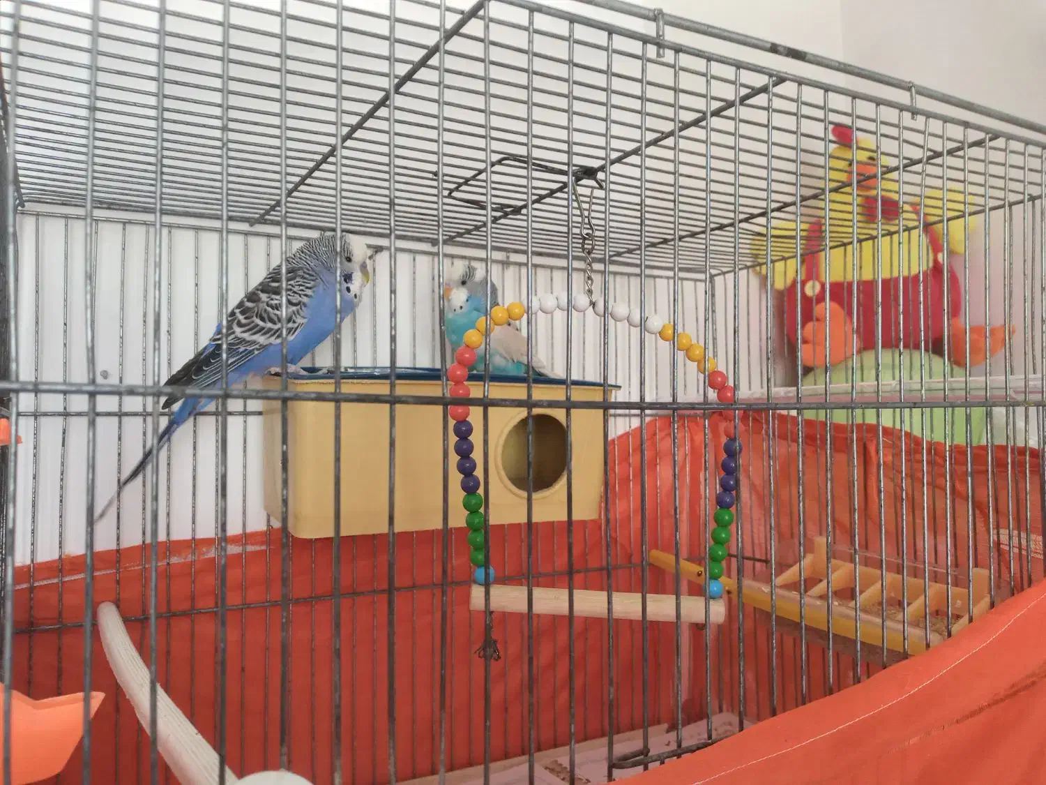 پرنده‌|پرنده|شاهدشهر, |دیوار