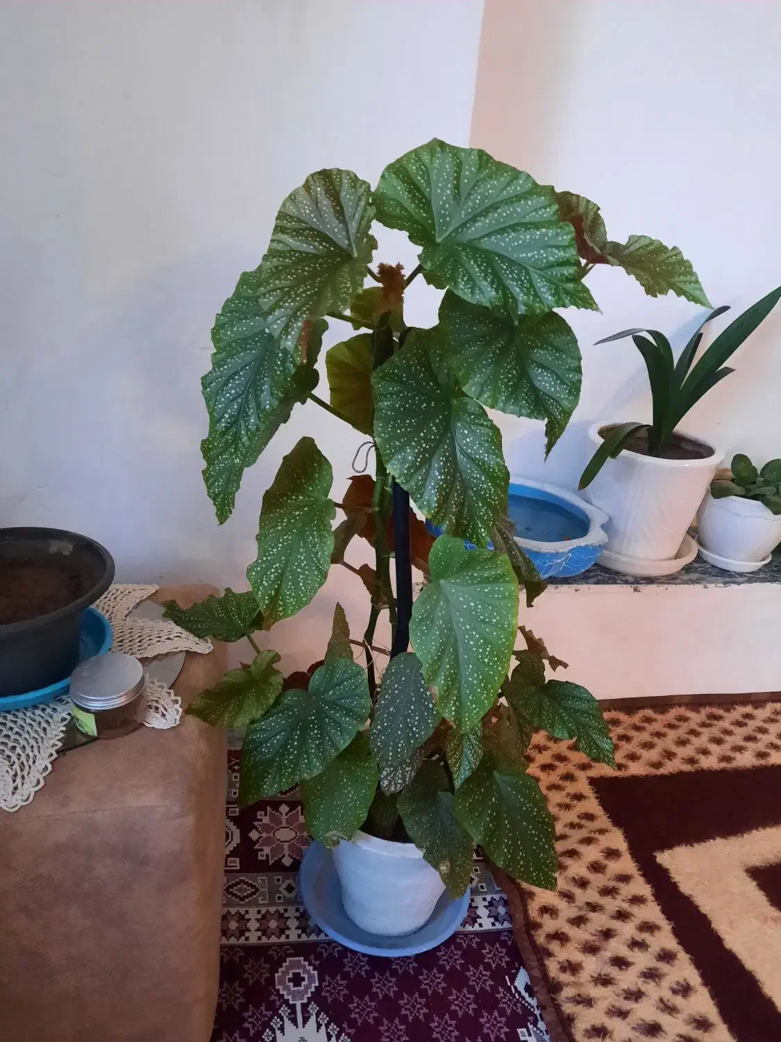 گل وگیاه شاداب|گل و گیاه طبیعی|خوی, |دیوار