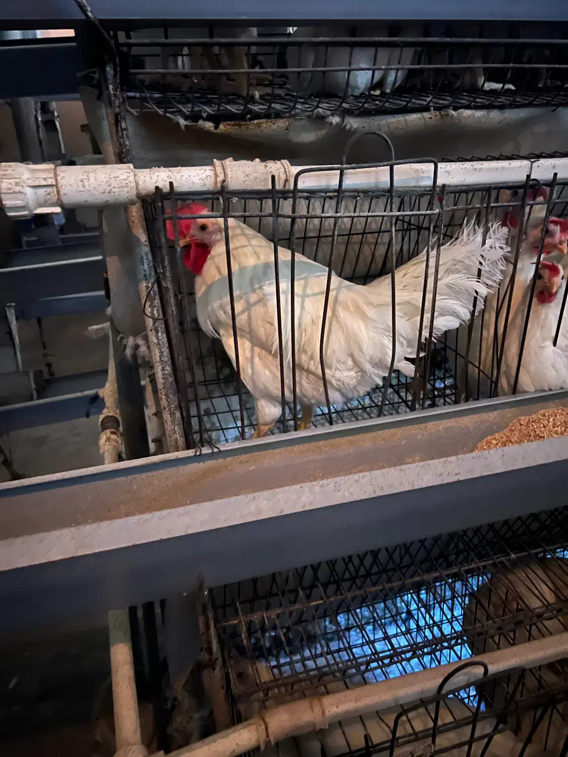 کارگر سابقه دار مرغ داری تخم گذار|استخدام صنعتی، فنی، مهندسی|شاندیز, |دیوار