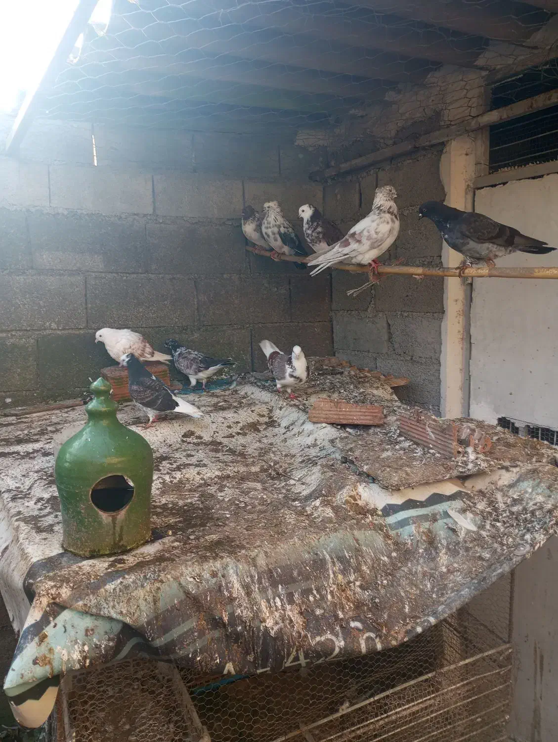 کبوتران پرشی خوش خال|پرنده|دابودشت, |دیوار