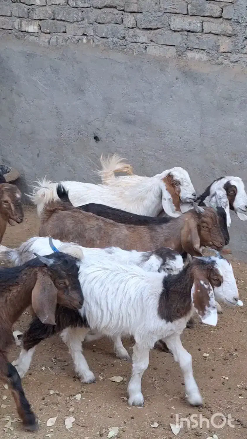 10راس بزغاله دورگ پاکستانی شیرمست موقعیت بردسکن|حیوانات مزرعه|مشهد, رباط طرق|دیوار
