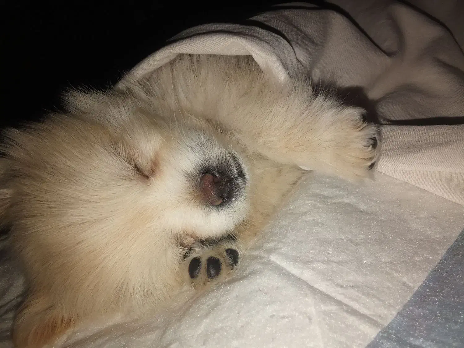 سگ فنجانی|سگ|کرمانشاه, |دیوار