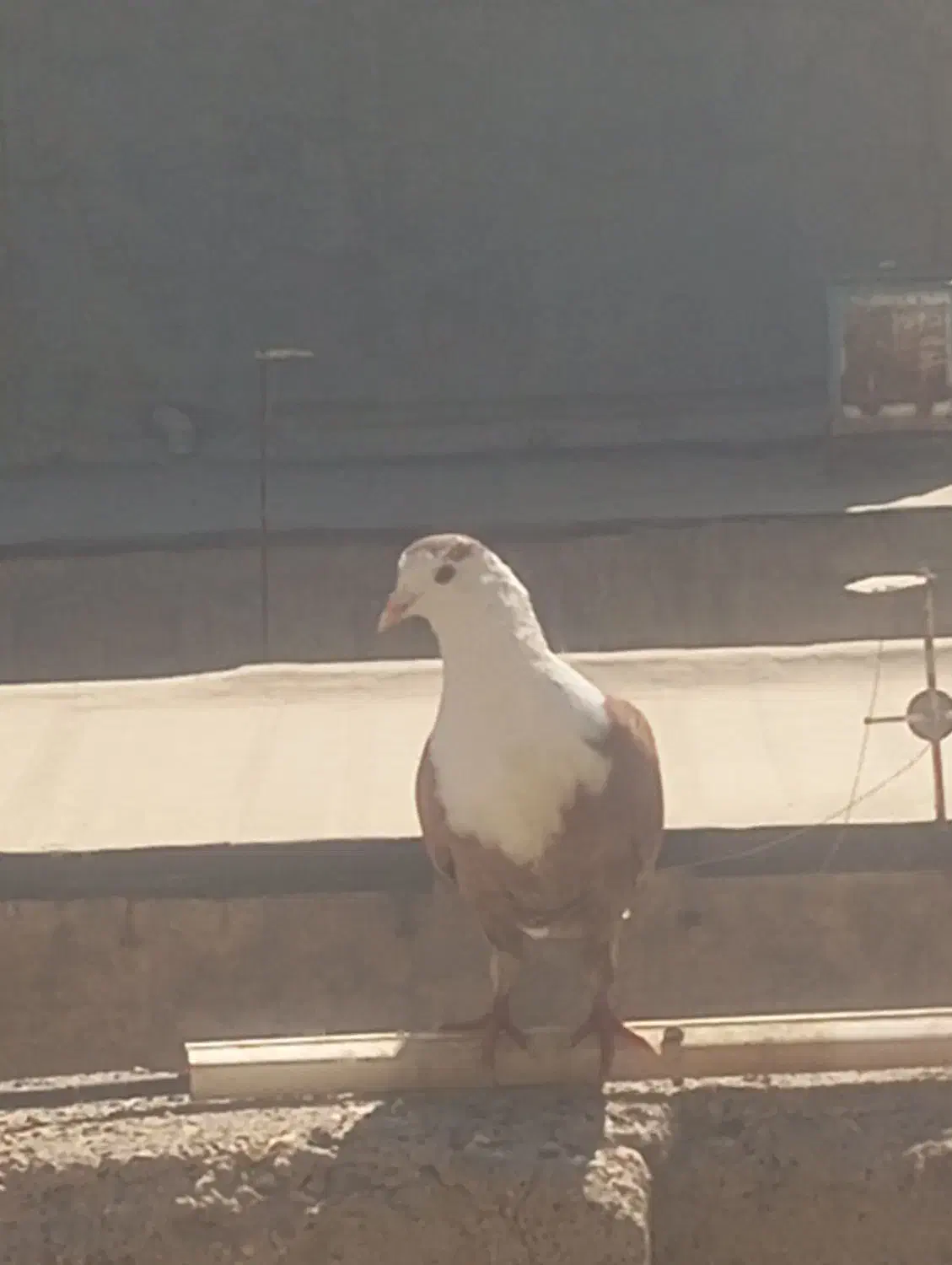 کربلایی|پرنده|مشهد, بهارستان|دیوار