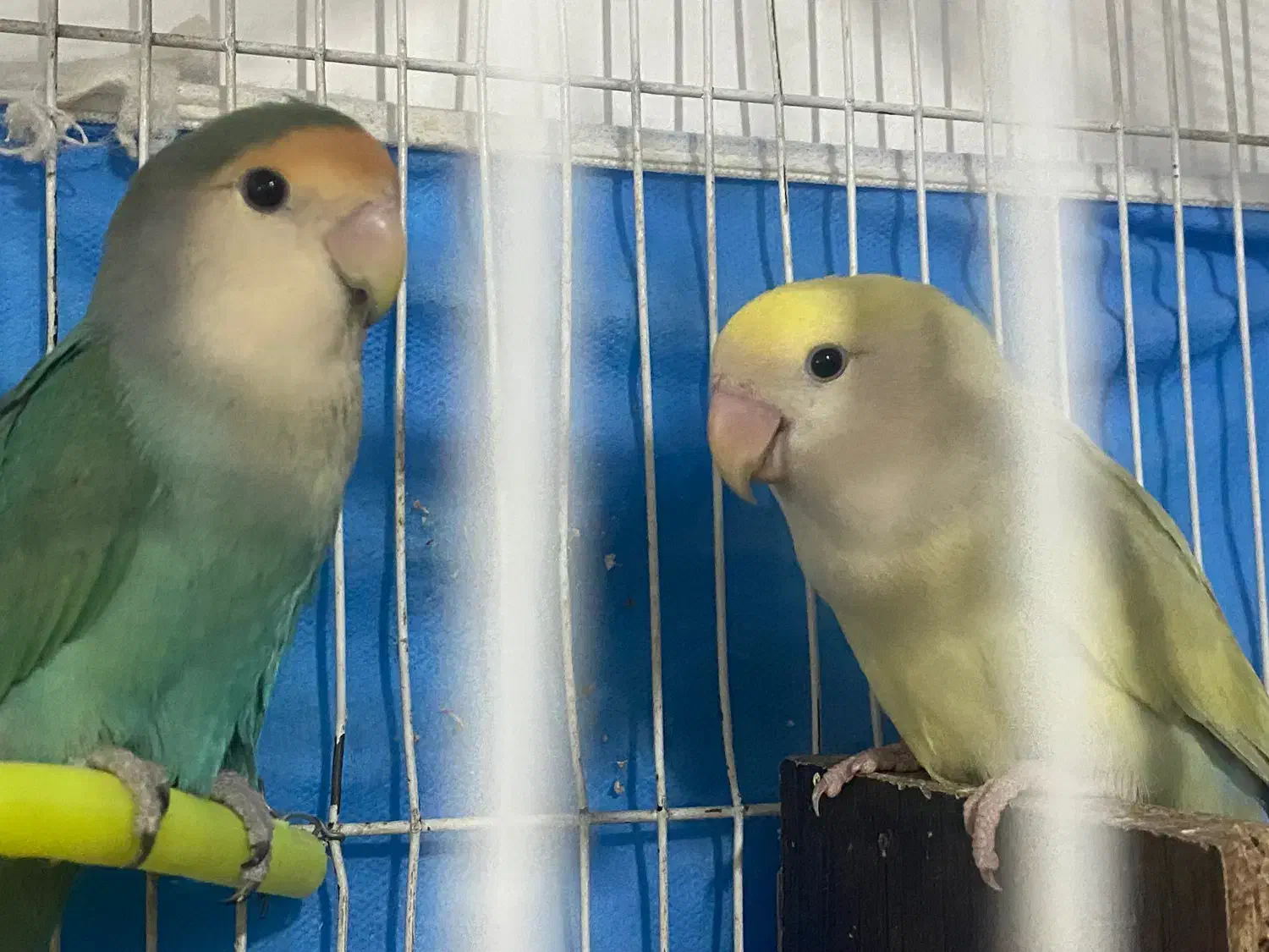 جوجه کوتوله سرلاکی رنگ عاص|پرنده|مشهد, انصار|دیوار