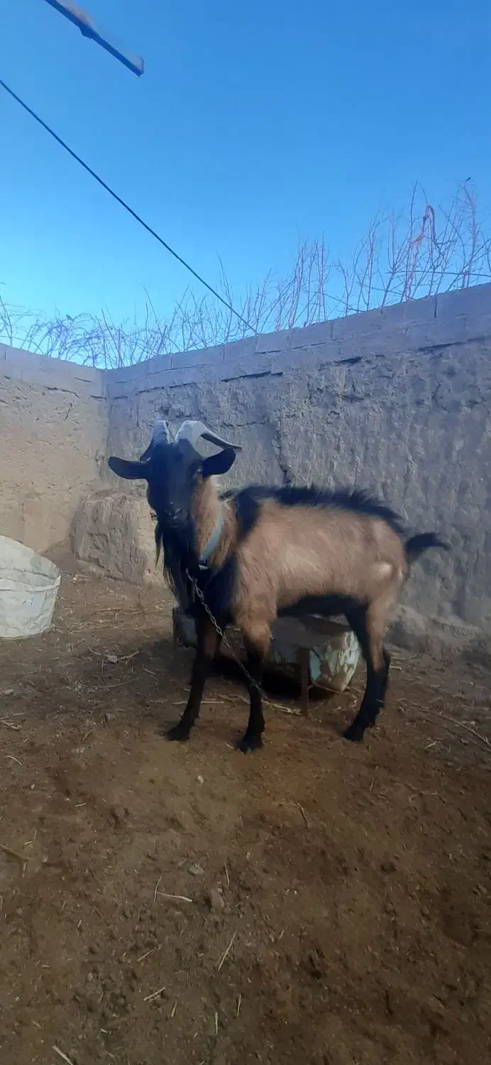 آلپاین|حیوانات مزرعه|کشکوئیه, |دیوار