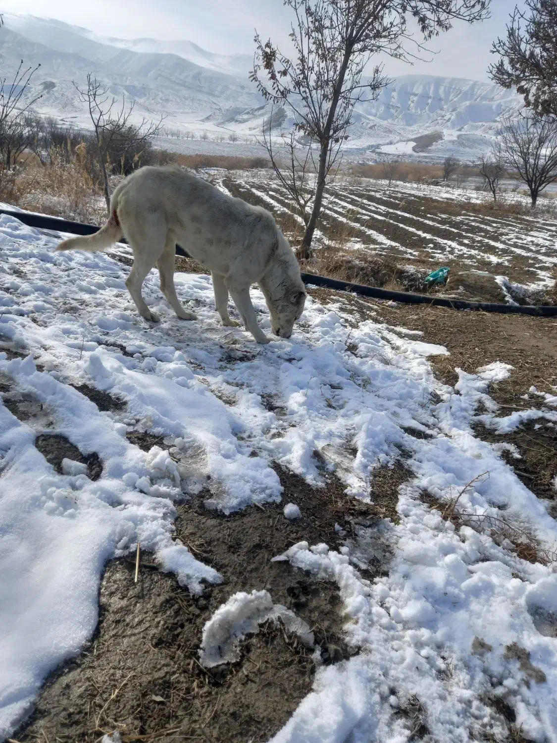 ماده سگ|سگ|گرمخان, |دیوار