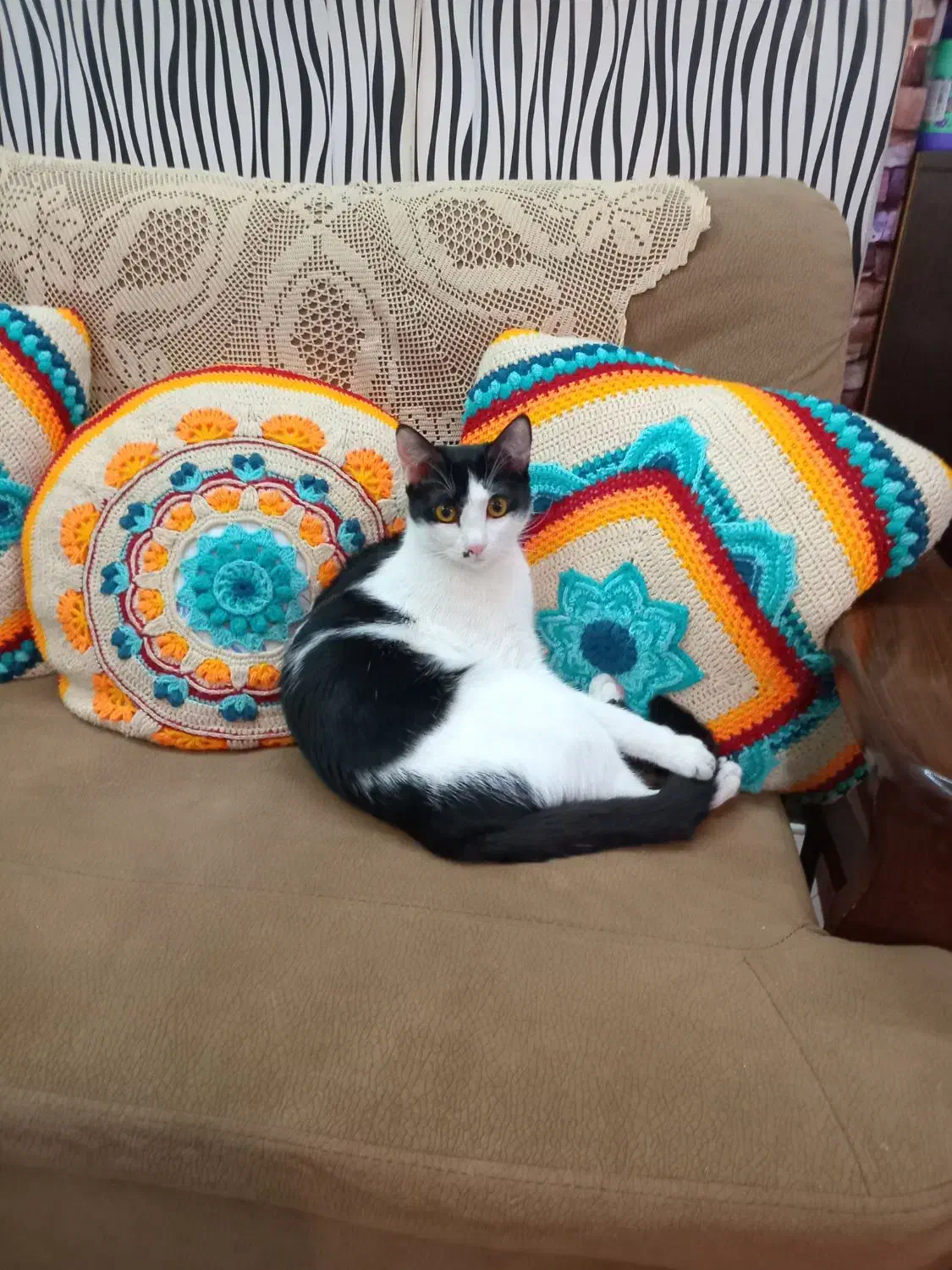 گربهDsh|گربه|تهران, امامت|دیوار