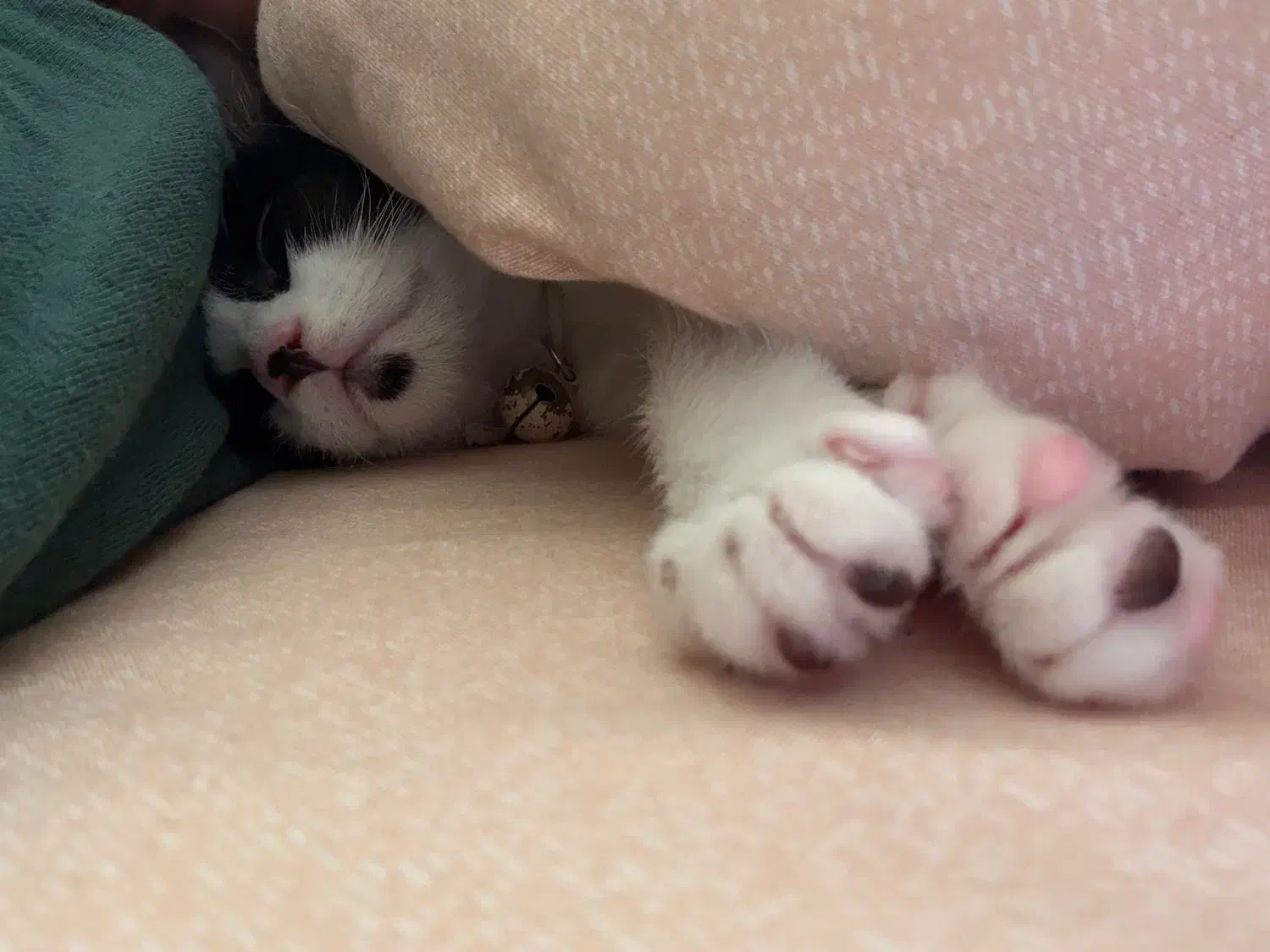 واگذاری دو عدد گربه|گربه|کیش, |دیوار