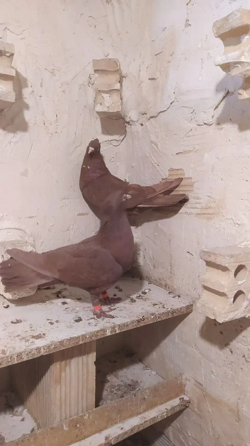 کبوتر|پرنده|فشاپویه, |دیوار
