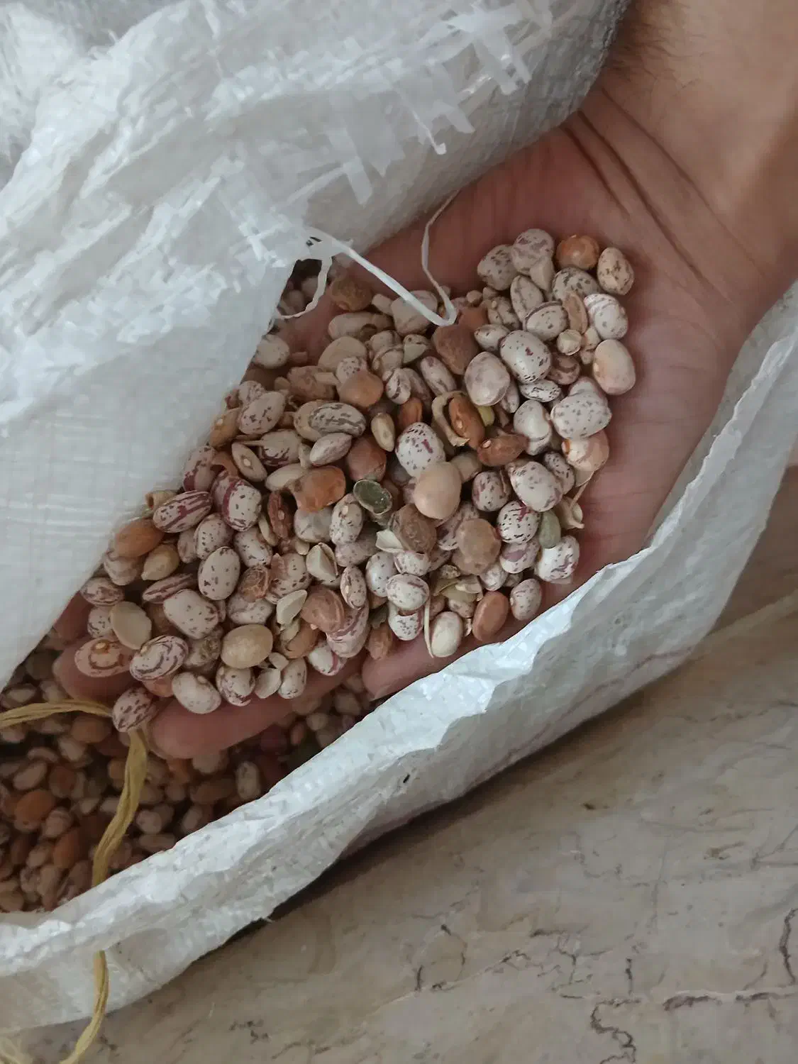 فروش لوبیا چیتی|عمده‌فروشی|آباده, |دیوار