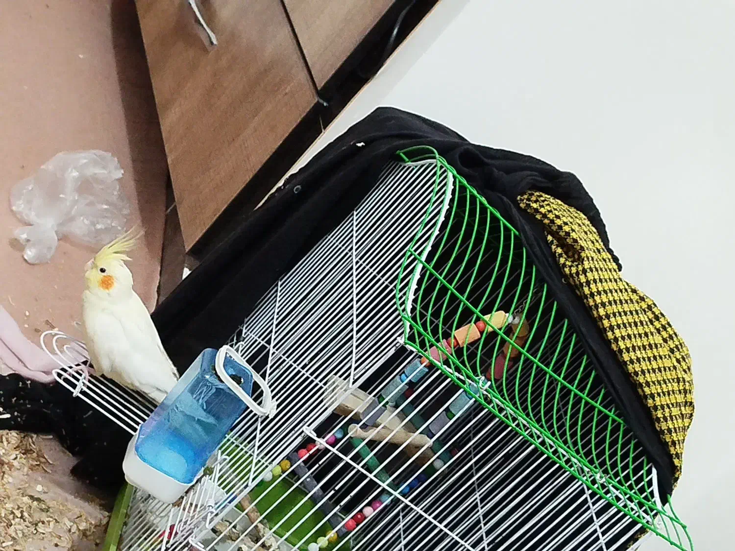 عروس هلندی|پرنده|دزفول, |دیوار