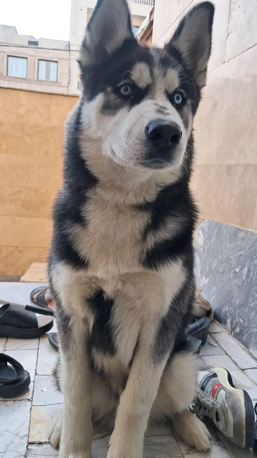 سگ هاسکی|سگ|قیامدشت - خاورشهر, |دیوار