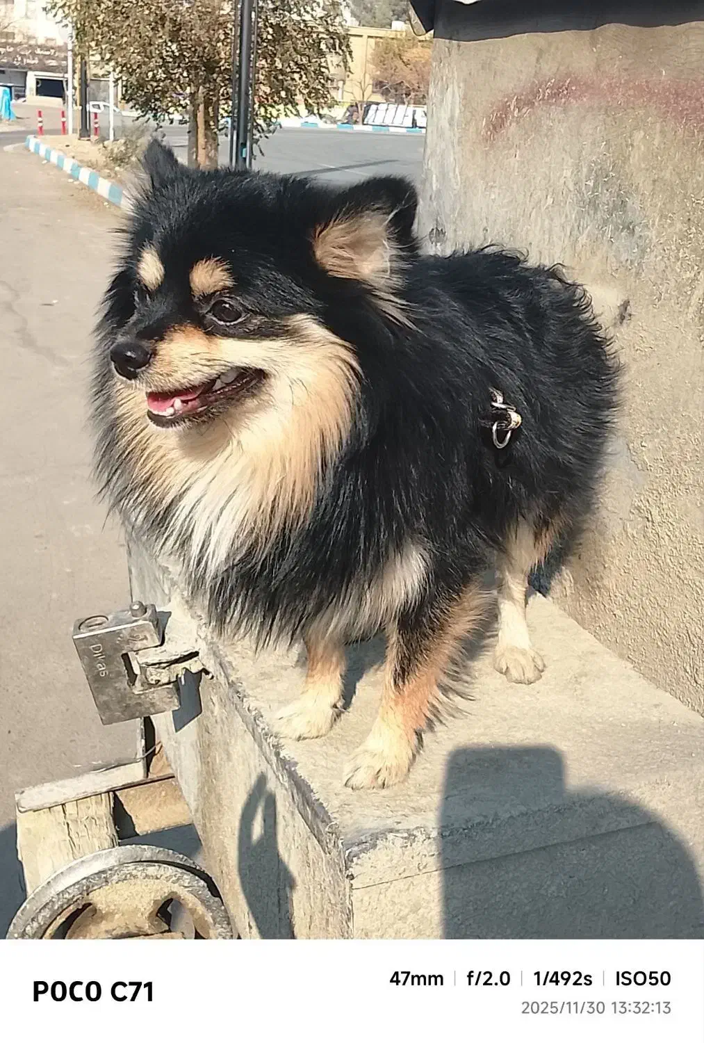 فروش سگ پامرانین روباه ای|سگ|پاکدشت, پاکدشت (مامازند)|دیوار