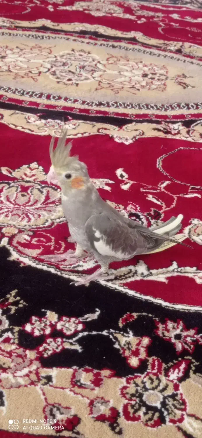 جوجه عروس هلندی 45 روزه|پرنده|سراب, |دیوار