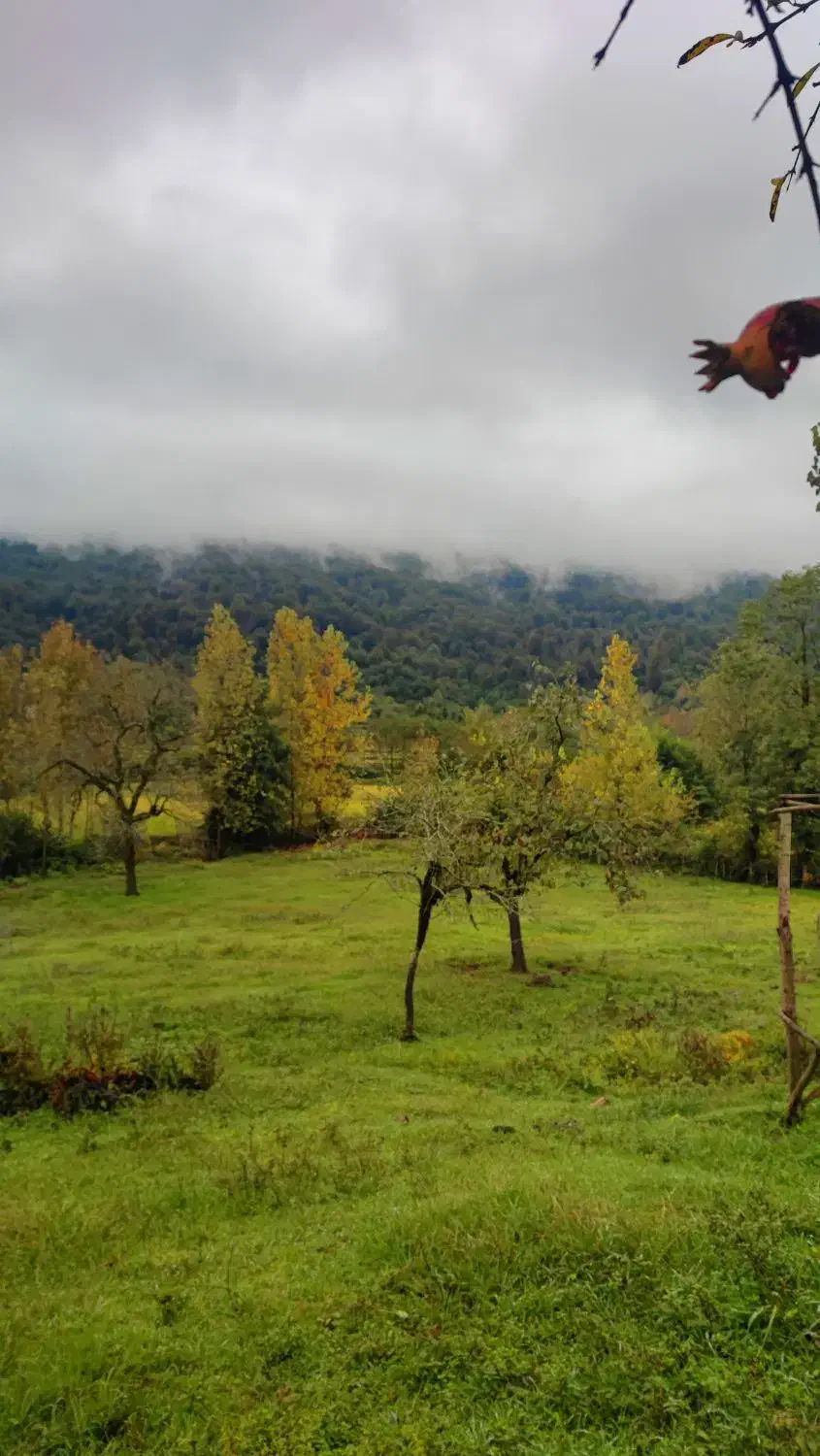 بهشت واقعی اینجاست ۵۰۰مترزمین کوهپایه جنگلی بکر|فروش زمین و ملک کلنگی|فومن, |دیوار