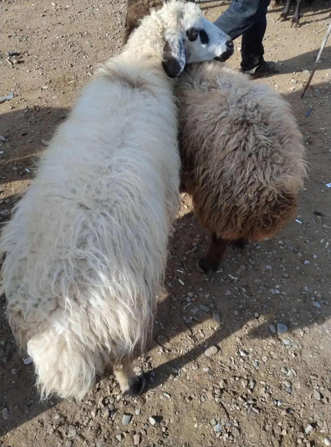 بره نر دشتی|حیوانات مزرعه|فیروزآباد (آذربایجان), |دیوار