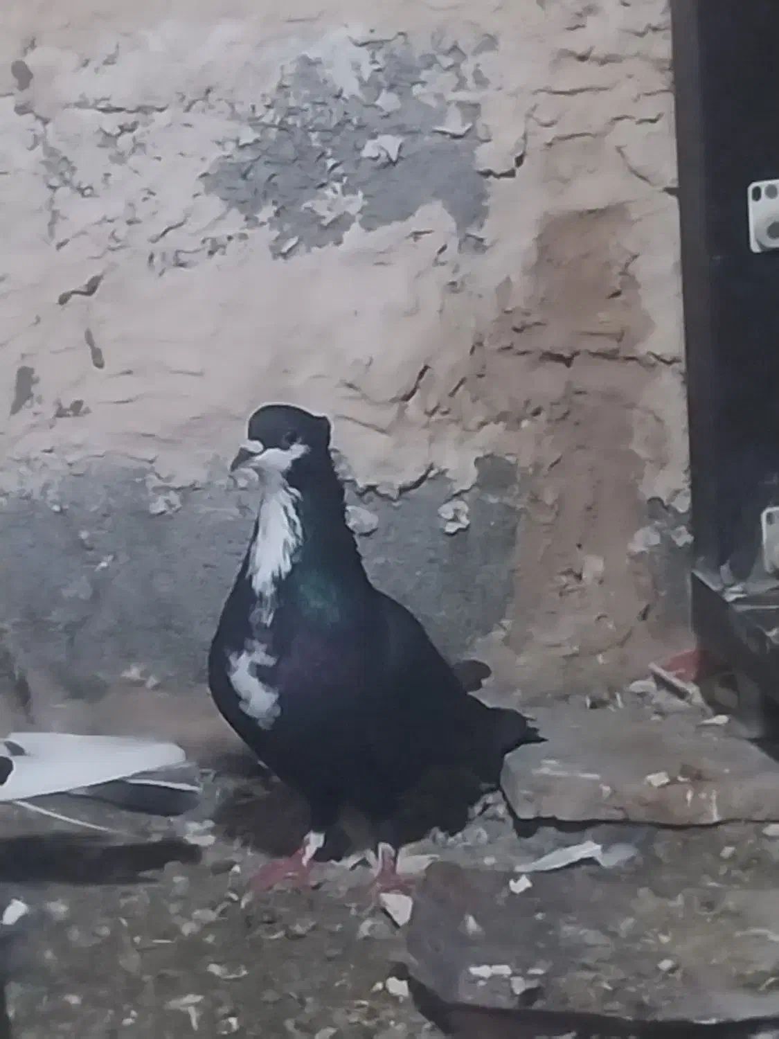 کفتر|پرنده|بندرعباس, |دیوار