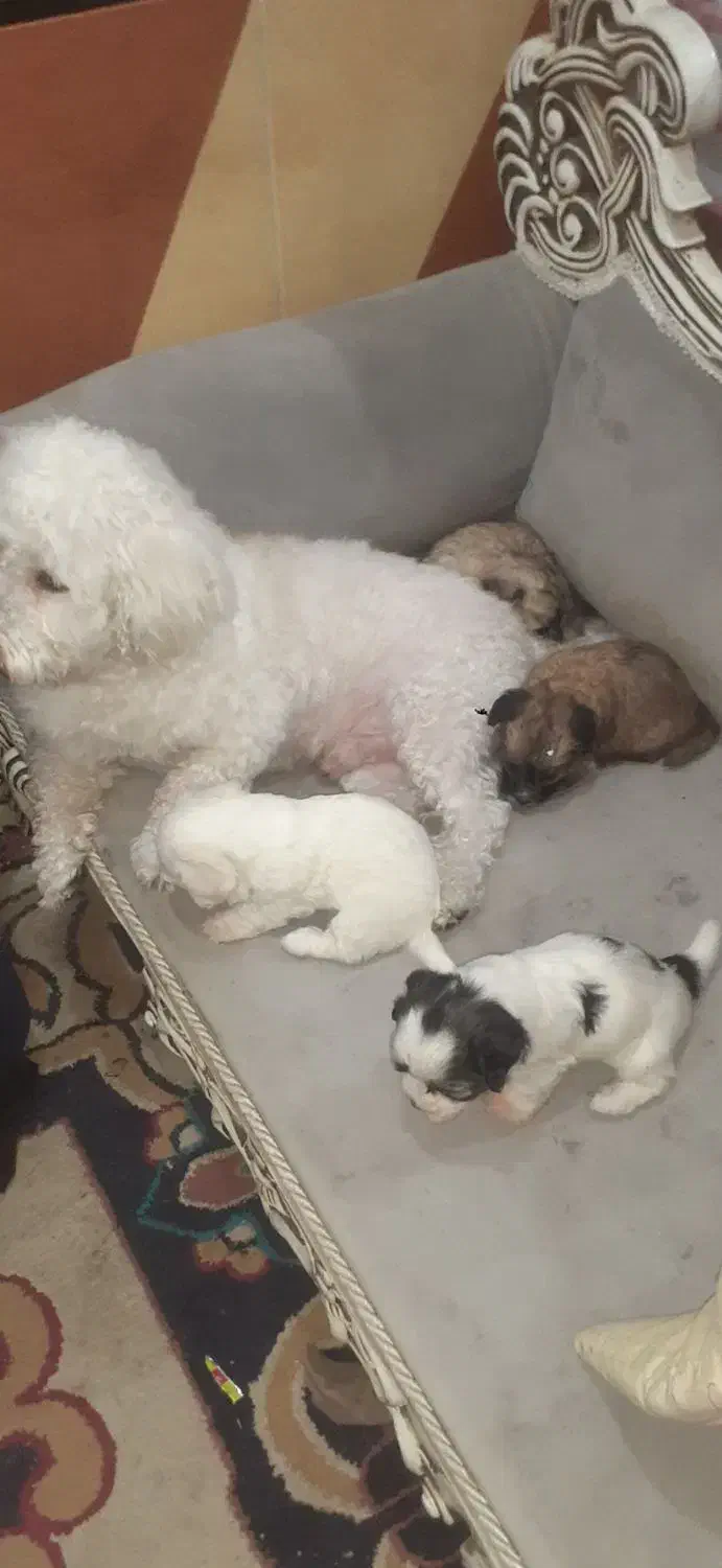 نژاد شیتزو ،، تریر|سگ|دزفول, |دیوار