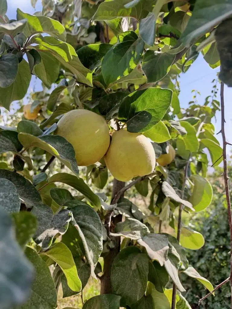 میوه به تازه باغی - بِه درجه ۱ - درجه ۲ - مخلوط|عمدهفروشی|مرودشت, تخت جمشید|دیوار