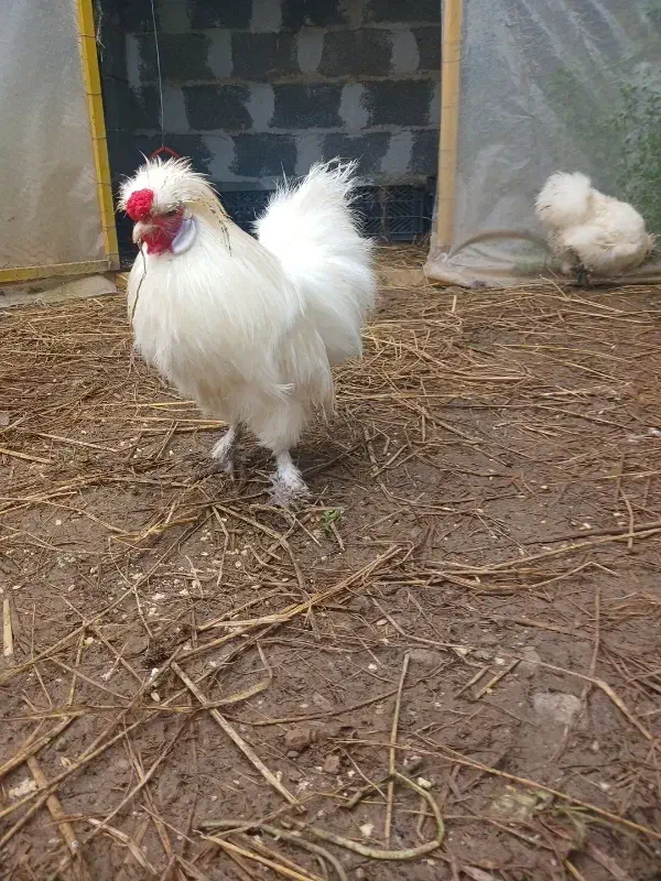 خروس  ابریشمی|حیوانات مزرعه|طاهرگوراب, |دیوار