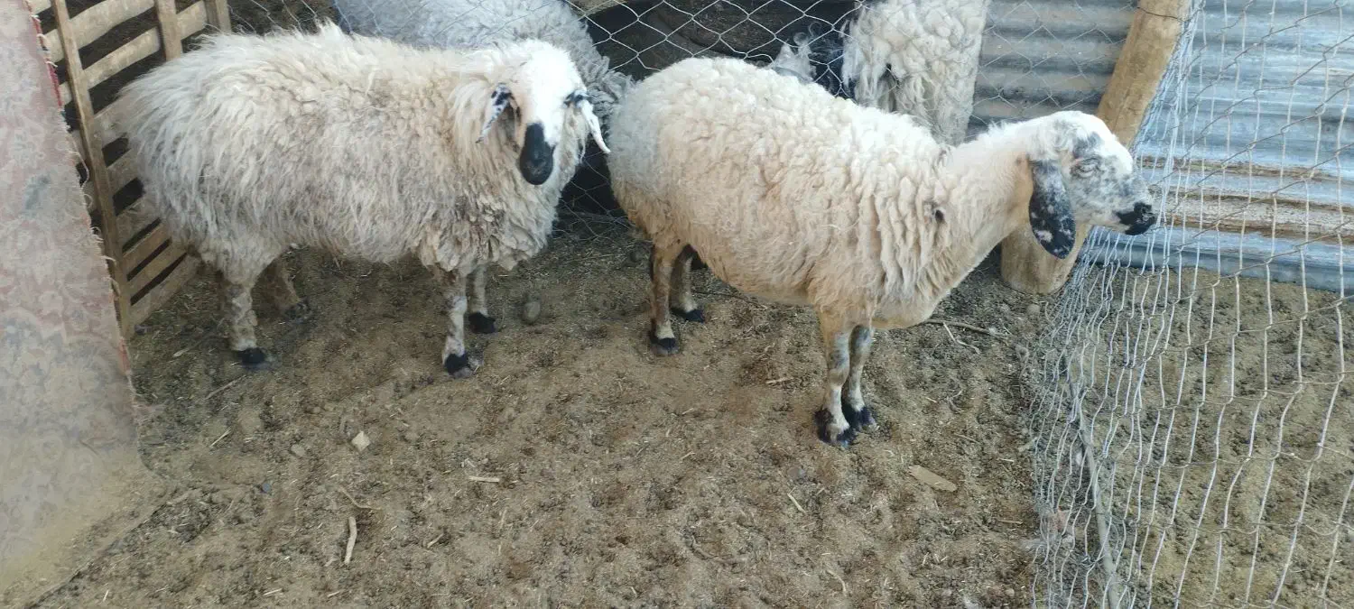 میش چاق بره چاق|حیوانات مزرعه|رفسنجان, |دیوار