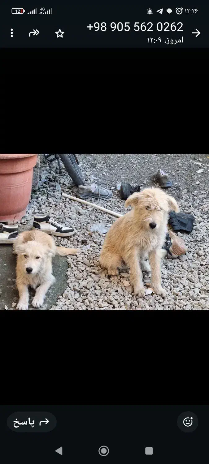واگذاری رایگان سگ|سگ|نوشهر, |دیوار