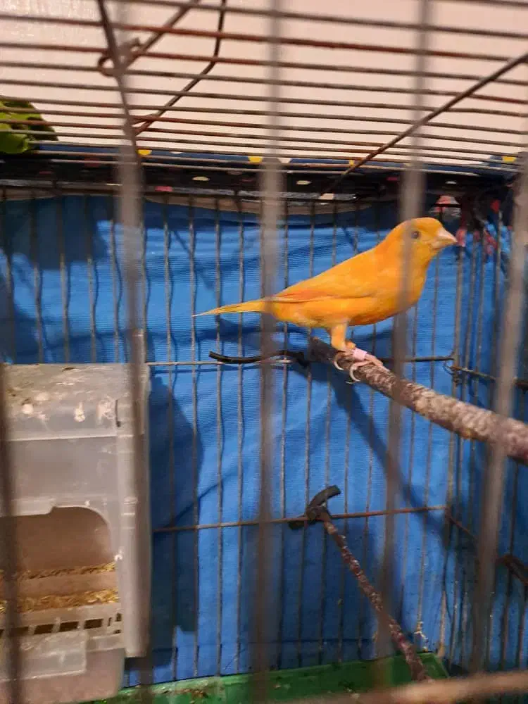 عروس سهره برزیلی قناری گلدین مینا|پرنده|فردیس, سپید دشت|دیوار