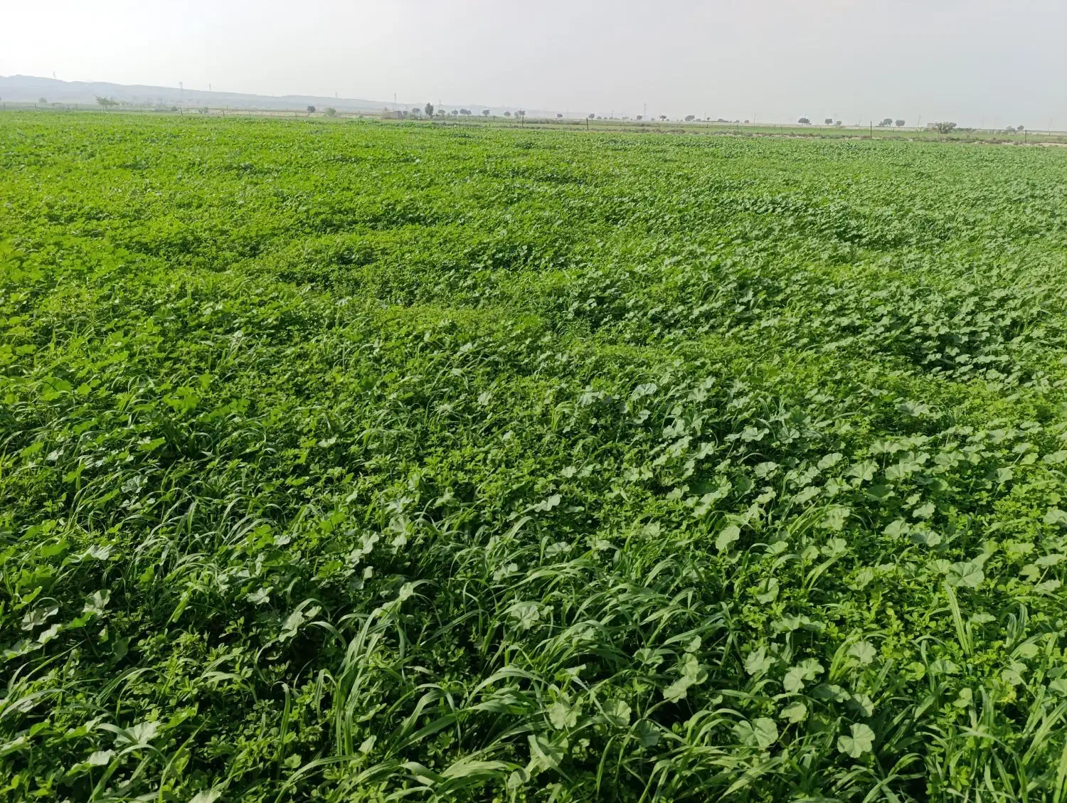 یونجه|خوردنی و آشامیدنی|اهواز, شریعتی جنوبی|دیوار