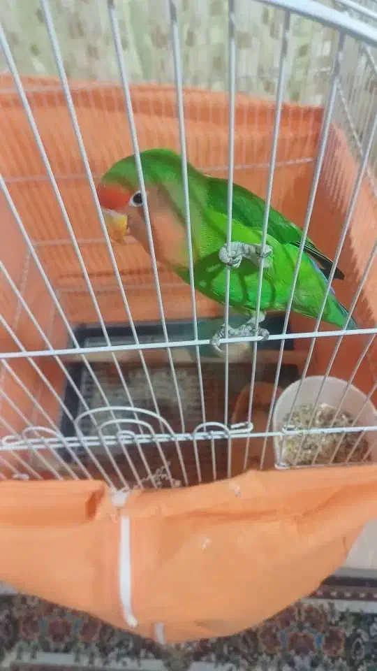 جفت طوطی برزیلی بسیار سالم وسرحال باقفس بزرگ|پرنده|چالوس, |دیوار