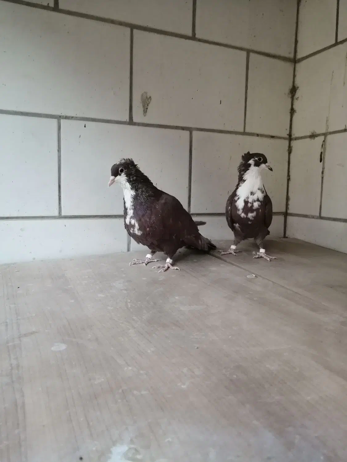 دوعدد جوجه رسمی سرخ کلاهی 8لقه|پرنده|کرمان, |دیوار