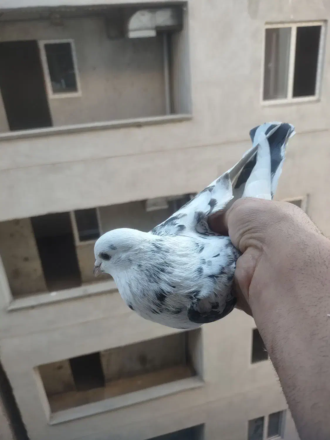 نرو ماده با جوجه|پرنده|پردیس, فاز ۸|دیوار