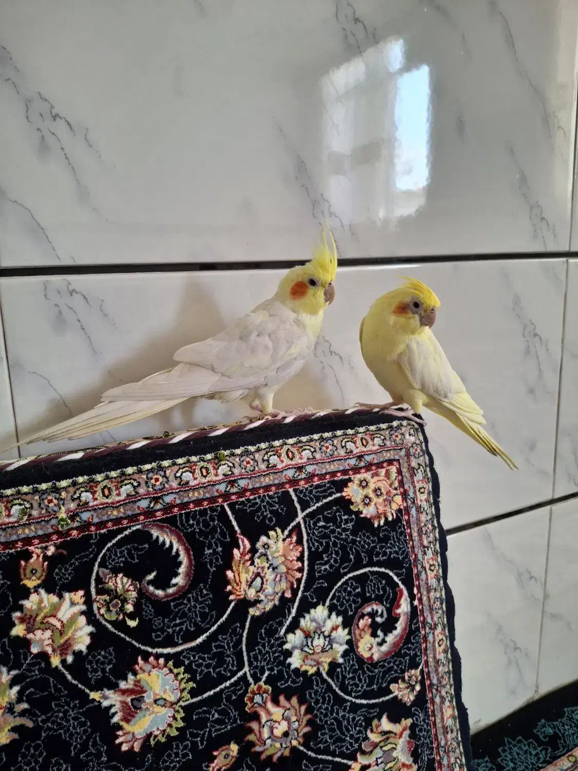 عروس هلندی|پرنده|بیجار, |دیوار